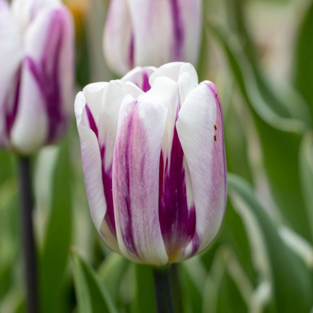 Tulipan 'Flaming Flag'